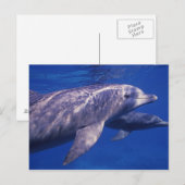 Mexico, Cozumel. Dolfine met flensoren, Tursiops 2 Briefkaart (Voorkant / Achterkant)