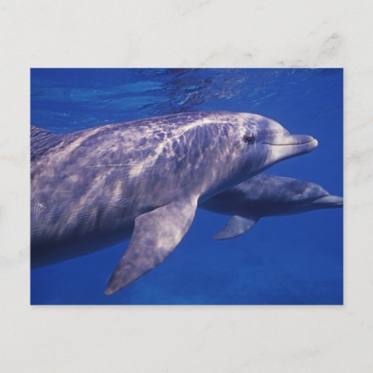Mexico, Cozumel. Dolfine met flensoren, Tursiops 2 Briefkaart (Voorkant)
