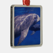 Mexico, Cozumel. Dolfine met flensoren, Tursiops 2 Metalen Ornament (Rechts)