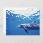 Mexico, Cozumel. Dolfine met flensoren, Tursiops 3 Briefkaart (Voorkant / Achterkant)