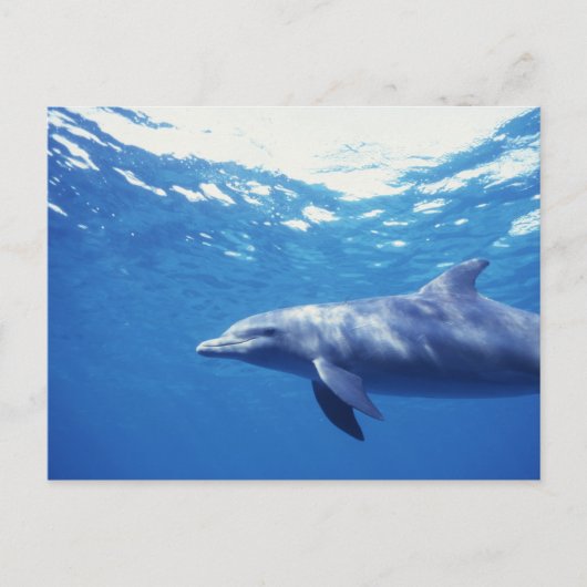 Mexico, Cozumel. Dolfine met flensoren, Tursiops 3 Briefkaart (Voorkant)