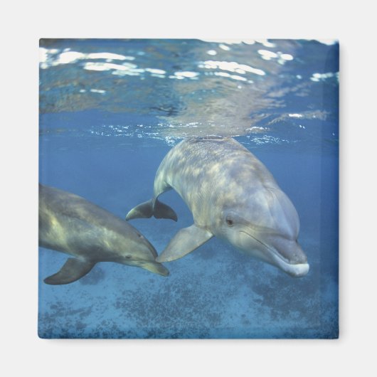 Mexico, Cozumel. Dolfine met flensoren, Tursiops 5 Magneet (Voorkant)