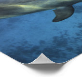 Mexico, Cozumel. Dolfine met flensoren, Tursiops 5 Poster (Hoek)