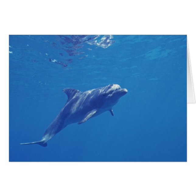 Mexico, Cozumel. Tuimelaar (Voorkant Horizontaal)
