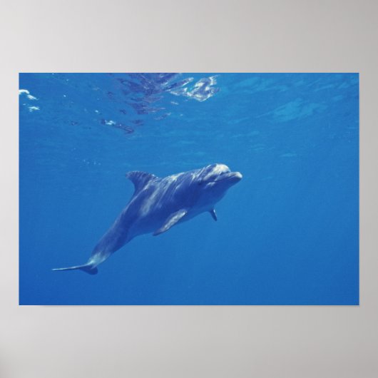 Mexico, Cozumel. Tuimelaar Dolfijn Poster (Voorkant)