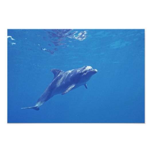 Mexico, Cozumel. Tuimelaar Foto Afdruk (Voorkant)