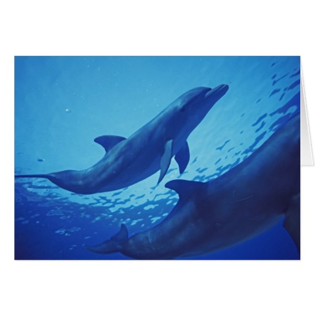 Mexico, Cozumel. Tuimelaar, Tursiops (Voorkant Horizontaal)