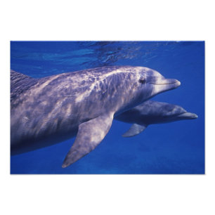 Mexico, Cozumel. Tuimelaar, Tursiops 2 Foto Afdruk