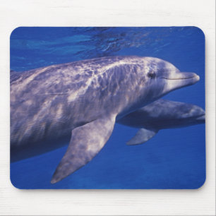 Mexico, Cozumel. Tuimelaar, Tursiops 2 Muismat