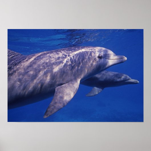 Mexico, Cozumel. Tuimelaar, Tursiops 2 Poster (Voorkant)