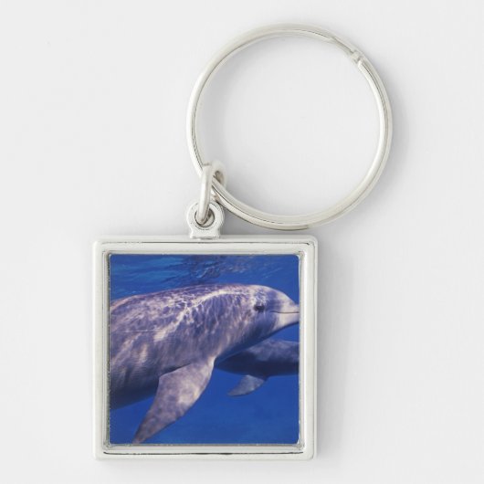Mexico, Cozumel. Tuimelaar, Tursiops 2 Sleutelhanger (Voorkant)