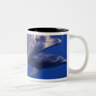 Mexico, Cozumel. Tuimelaar, Tursiops 2 Tweekleurige Koffiemok