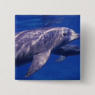 Mexico, Cozumel. Tuimelaar, Tursiops 2 Vierkante Button 5,1 Cm