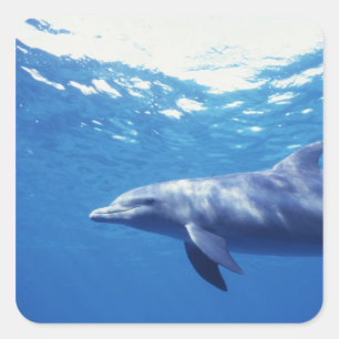 Mexico, Cozumel. Tuimelaar, Tursiops 3 Vierkante Sticker