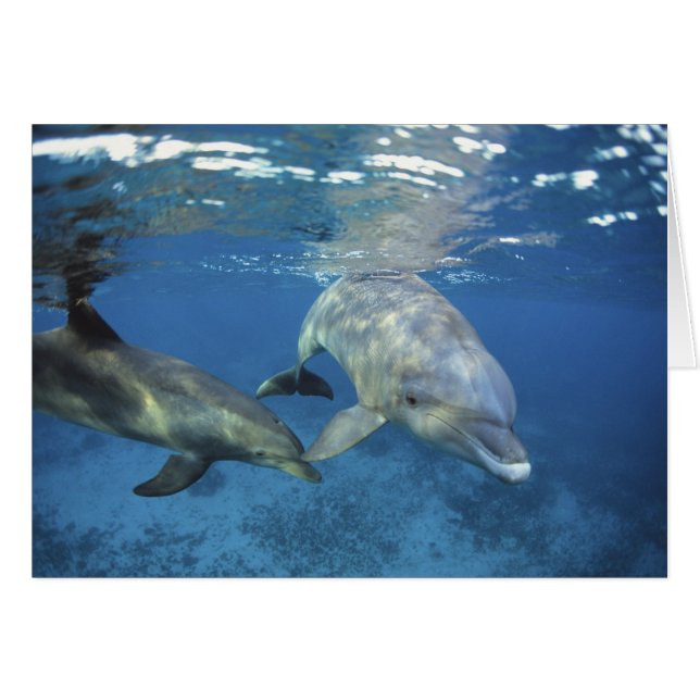 Mexico, Cozumel. Tuimelaar, Tursiops 5 (Voorkant Horizontaal)