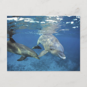 Mexico, Cozumel. Tuimelaar, Tursiops 5 Briefkaart