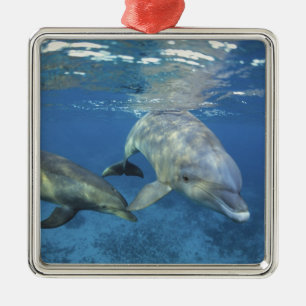Mexico, Cozumel. Tuimelaar, Tursiops 5 Metalen Ornament