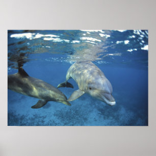 Mexico, Cozumel. Tuimelaar, Tursiops 5 Poster