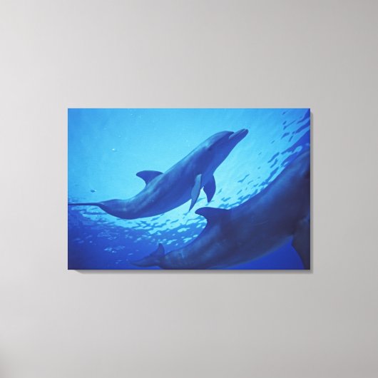 Mexico, Cozumel. Tuimelaar, Tursiops Canvas Afdruk (Voorkant)