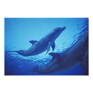 Mexico, Cozumel. Tuimelaar, Tursiops Foto Afdruk
