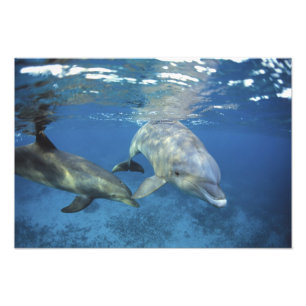 Mexico, Cozumel. Tuimelaar, Tursiops Foto Afdruk