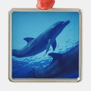Mexico, Cozumel. Tuimelaar, Tursiops Metalen Ornament