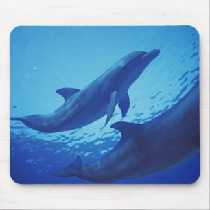 Mexico, Cozumel. Tuimelaar, Tursiops Muismat