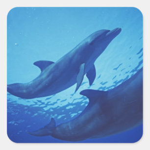 Mexico, Cozumel. Tuimelaar, Tursiops Vierkante Sticker