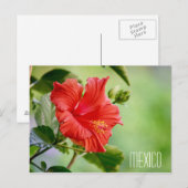 Mexico hibiscus flower briefkaart (Voorkant / Achterkant)