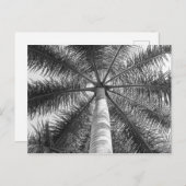 Mexico Palm Tree Shade Briefkaart (Voorkant / Achterkant)