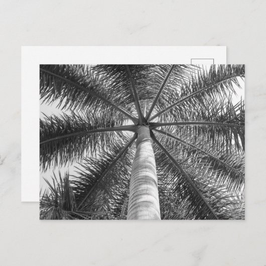 Mexico Palm Tree Shade Briefkaart (Voorkant / Achterkant)