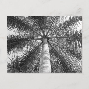 Mexico Palm Tree Shade Briefkaart