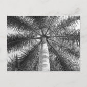 Mexico Palm Tree Shade Briefkaart (Voorkant)