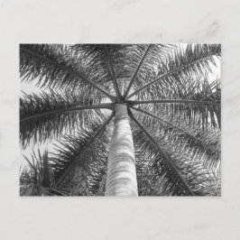 Mexico Palm Tree Shade Briefkaart