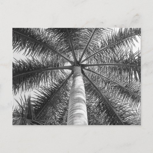 Mexico Palm Tree Shade Briefkaart (Voorkant)