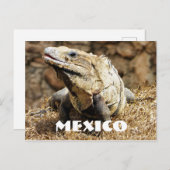 Mexico Reptile Wild Iguana Briefkaart (Voorkant / Achterkant)