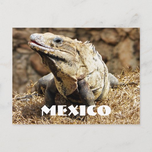Mexico Reptile Wild Iguana Briefkaart (Voorkant)