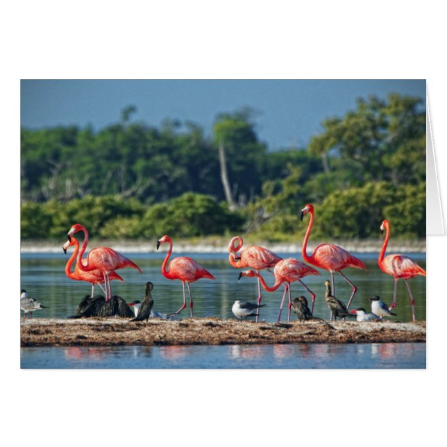 Mexico Rio Lagartos (Voorkant Horizontaal)