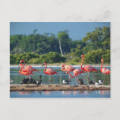 Mexico Rio Lagartos Briefkaart (Voorkant)