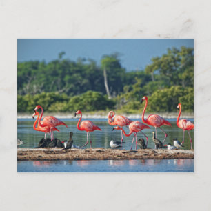 Mexico Rio Lagartos Briefkaart