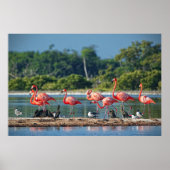 Mexico Rio Lagartos Poster (Voorkant)