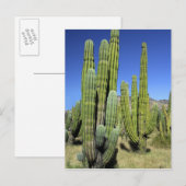 Mexico, Sonora, San Carlos. Saguaro & Organ Pipe Briefkaart (Voorkant / Achterkant)