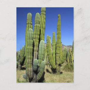 Mexico, Sonora, San Carlos. Saguaro & Organ Pipe Briefkaart