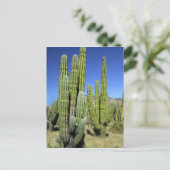 Mexico, Sonora, San Carlos. Saguaro & Organ Pipe Briefkaart (Staand voorkant)