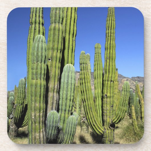 Mexico, Sonora, San Carlos. Saguaro & Organ Pipe Drankjes Onderzetter (Voorkant)
