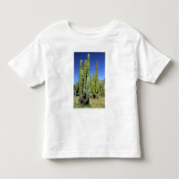 Mexico, Sonora, San Carlos. Saguaro & Organ Pipe