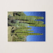 Mexico, Sonora, San Carlos. Saguaro & Organ Pipe Legpuzzel (Horizontaal)