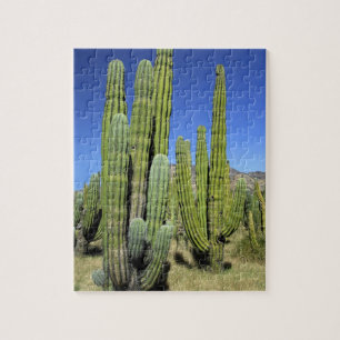 Mexico, Sonora, San Carlos. Saguaro & Organ Pipe Legpuzzel