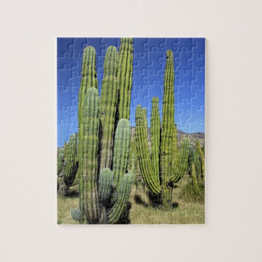Mexico, Sonora, San Carlos. Saguaro & Organ Pipe Legpuzzel (Verticaal)