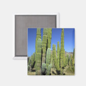 Mexico, Sonora, San Carlos. Saguaro & Organ Pipe Magneet (Voorkant / Achterkant)